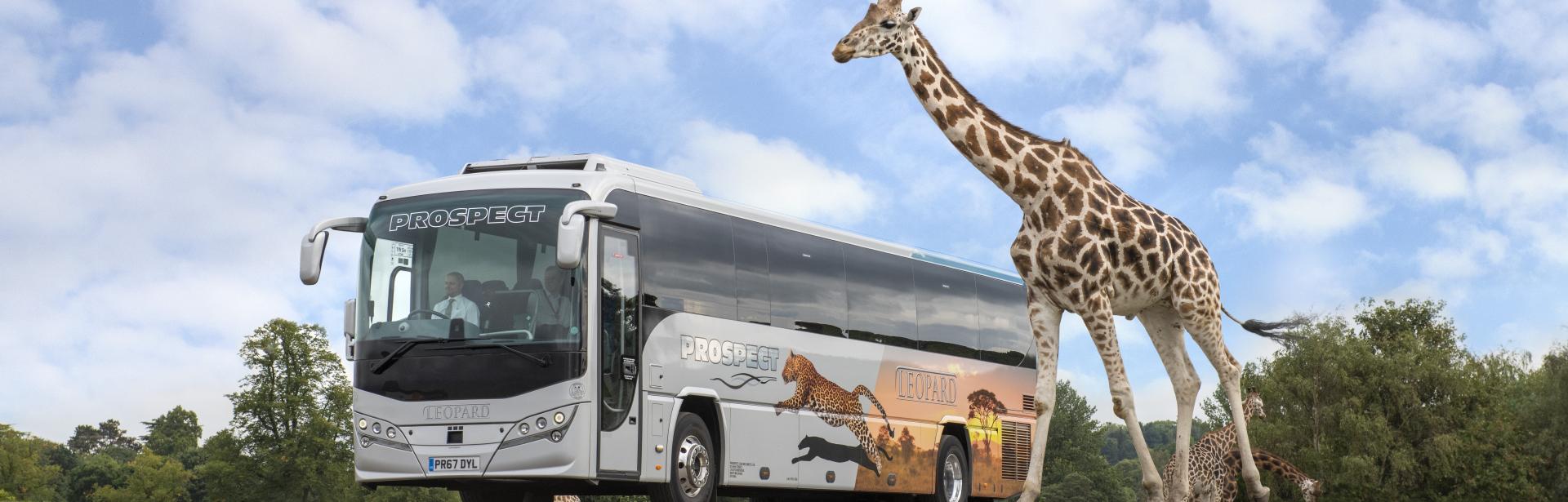 Giraffe Coach 03.jpg